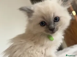 Ragdoll cats 2 ragdoll kittens - Advert 3