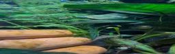 Pufferfish fish for sale: 9 x Pea Puffers and tank for Rehoming - Advert 3