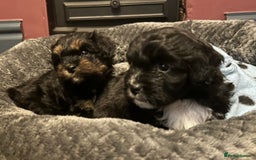 Mixed Breed dogs for sale: Expected puppies - Image 6