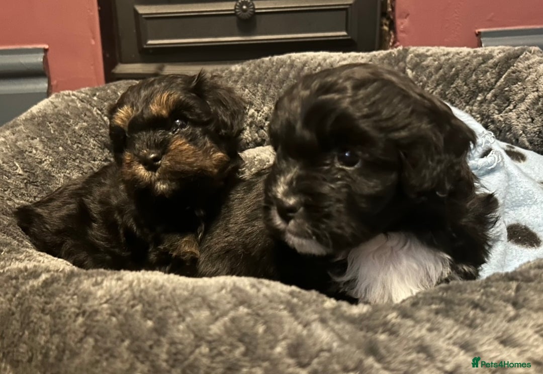 Mixed Breed dogs for sale: Expected puppies - Image 6