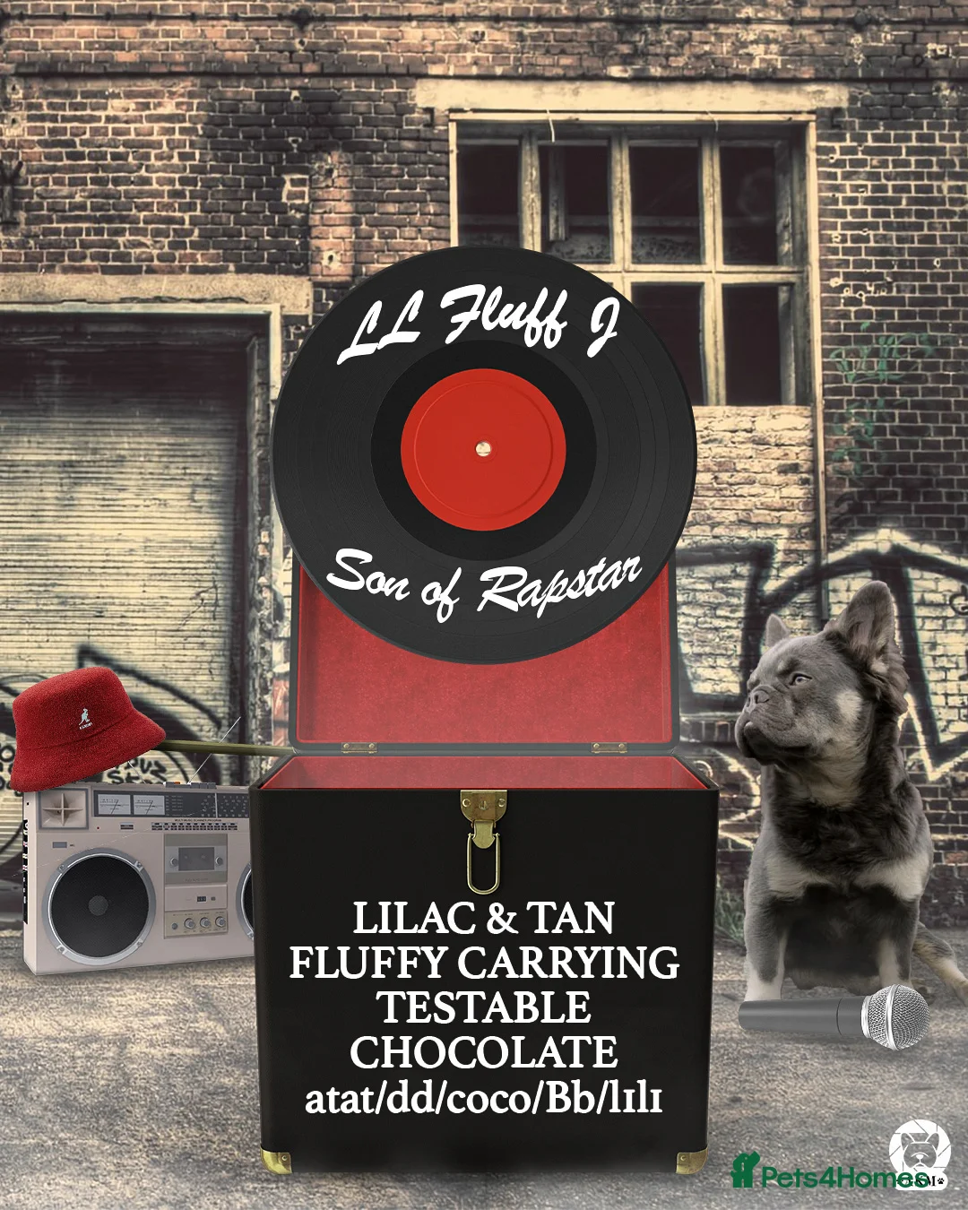 French Bulldog dogs for stud: FLUFFY LILAC TAN FRENCH BULLDOG CARYING TESTABLE in Haywards Heath - Advert 4