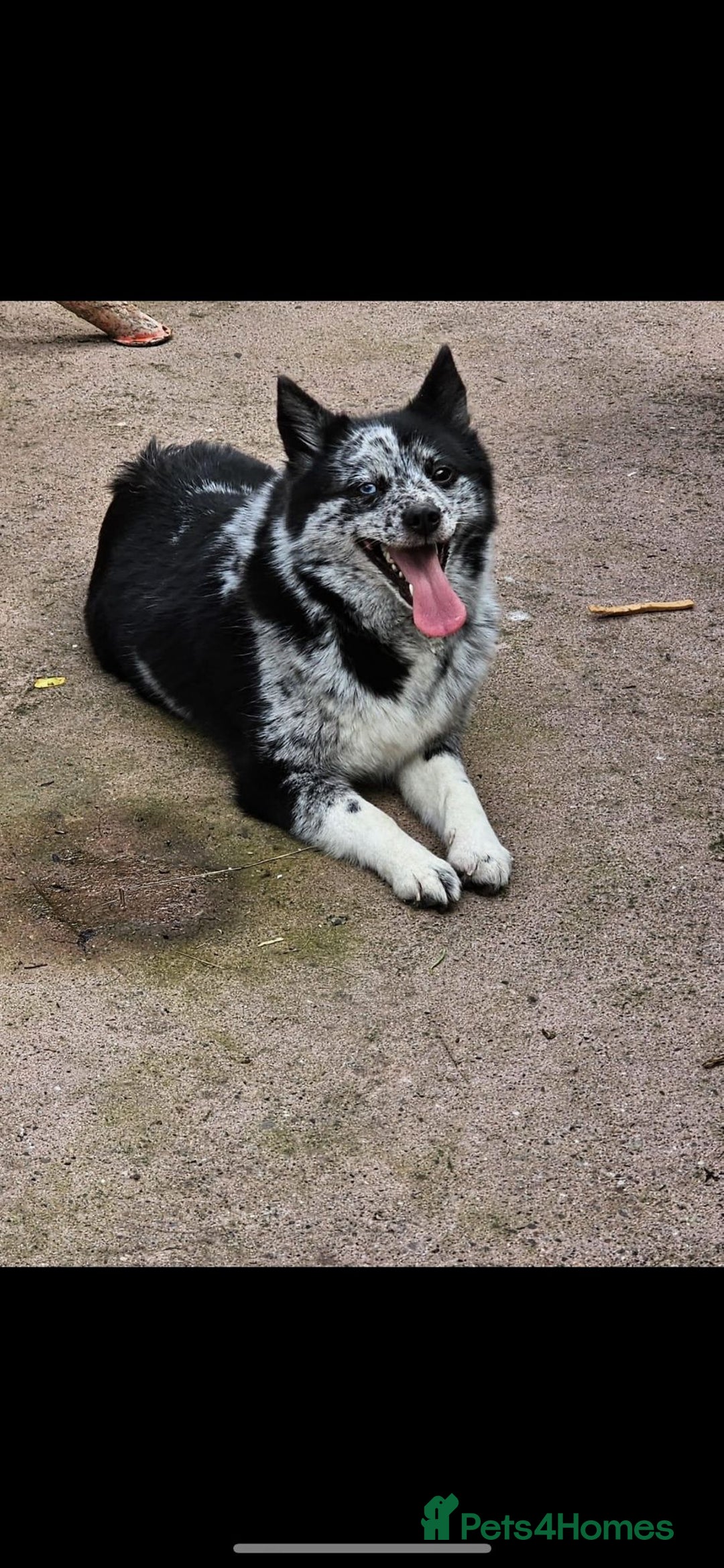 Pomsky dogs for sale: Beautiful female pomsky - Image 2