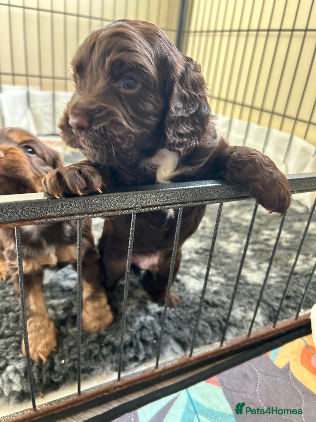 Cocker Spaniel dogs for sale: Beautiful cocker spaniel pups  - Advert 8