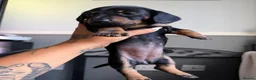 Miniature Dachshund dogs for sale: Mini dachshund  - Advert 5