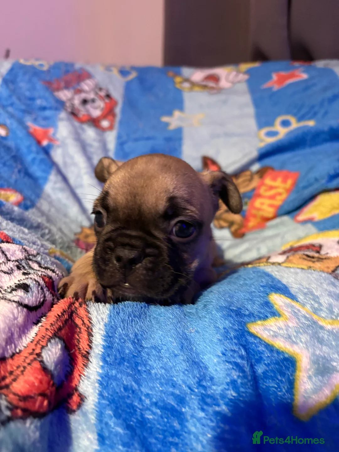 French Bulldog dogs for sale: French Bulldog Puppies - Advert 38