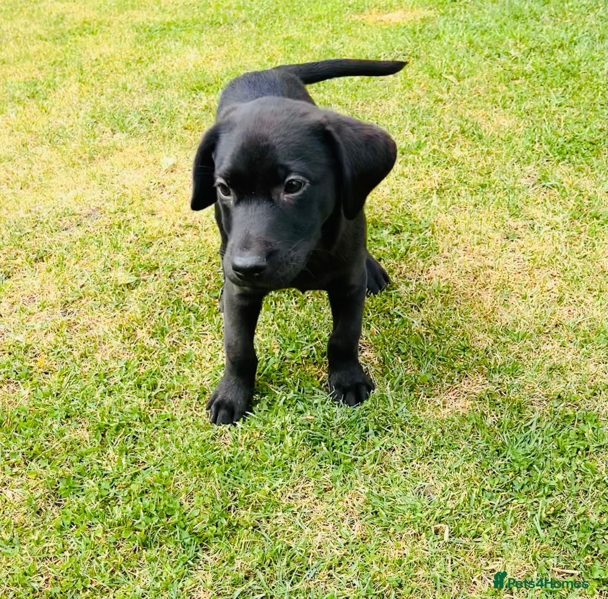 Labrador Retriever dogs KC Registered Working Labrador Babies 🐾🐾🐾 - Advert 1