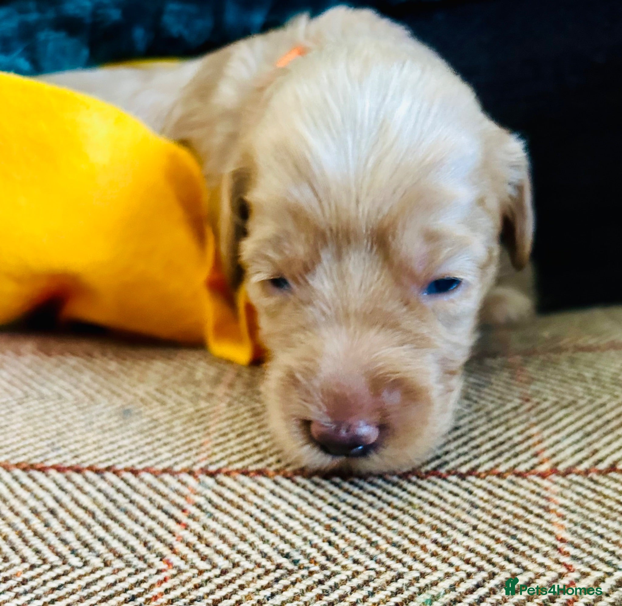 Labradoodle dogs Cute 🥰 Miniature Labradoodle Pups  - Advert 1