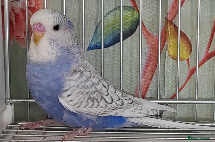 Budgerigars birds - Advert 18