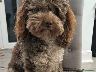 Cockapoo dogs Cockapoo stud chocolate merle in Bristol - Advert 2