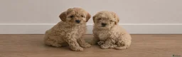 Cavapoo dogs for sale: Last Girl ❤️🐾 Ready to leave! - Advert 15