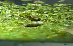 Snails fish for sale: Bladder snails  - Image 2