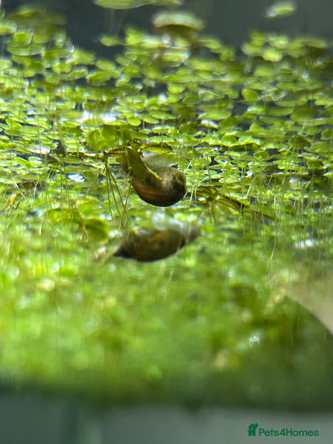 Snails fish for sale: Bladder snails  - Image 2