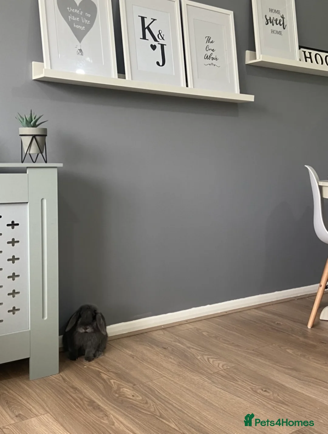 Mini Lop rabbits for sale: Male Mini Lop - Rehoming - Advert 2