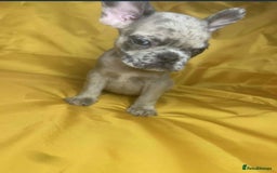 French Bulldog dogs for sale: 🐾 French Bulldog Puppies for Sale - Image 8
