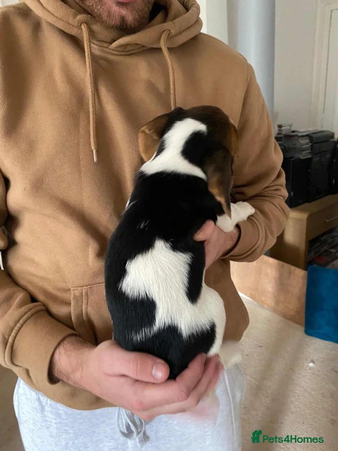 Beagle dogs for sale: Beagle chunky beagle pups for sale - Advert 12