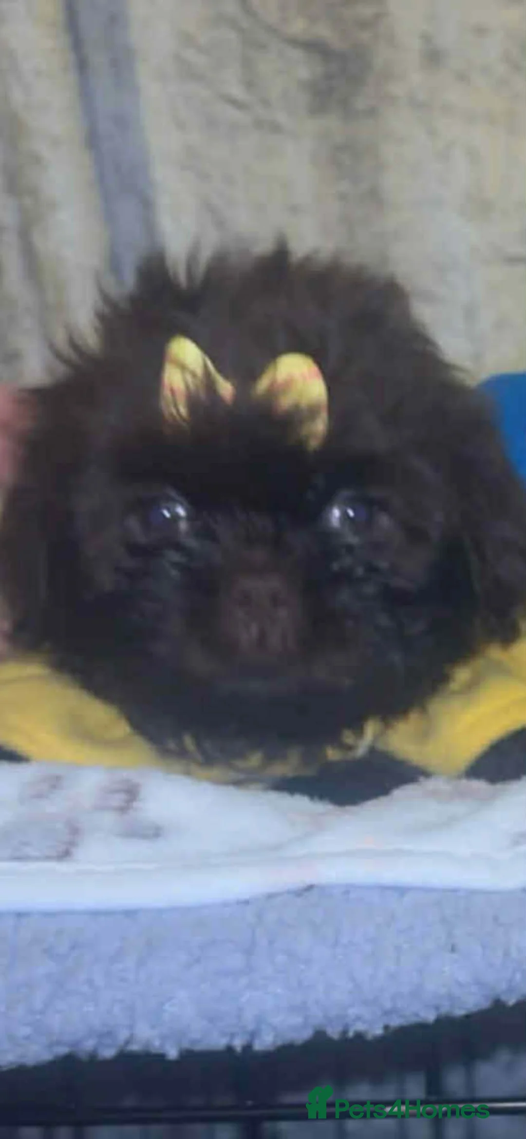 Shih Tzu dogs for sale: Shih Tzu Puppies For Sale - - Advert 21