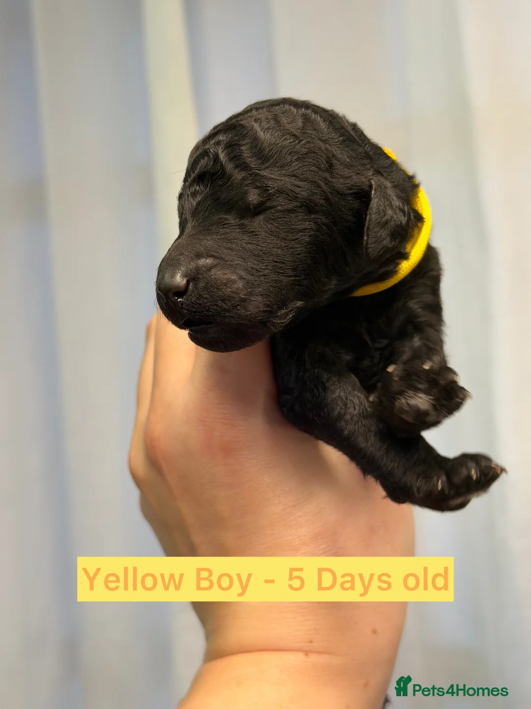 Standard Poodle dogs for sale: KC Reg, Fully Health Tested Standard Poodles  - Advert 9