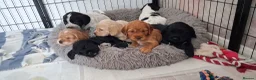 Sprocker dogs for sale: Sprocker puppies  - Advert 1
