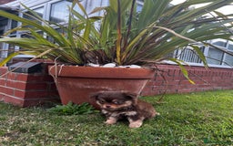 Chihuahua dogs for sale: *** Amazing quality very small Chihuahua’s *** - Image 12