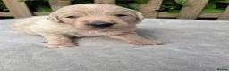 Goldendoodle dogs for sale: 🐾 Beautiful F1 Goldendoodle Puppies Available 🐾  - Advert 9
