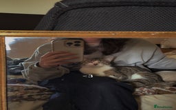 Domestic Shorthair cats for sale: Siblings looking for loving home - Image 10