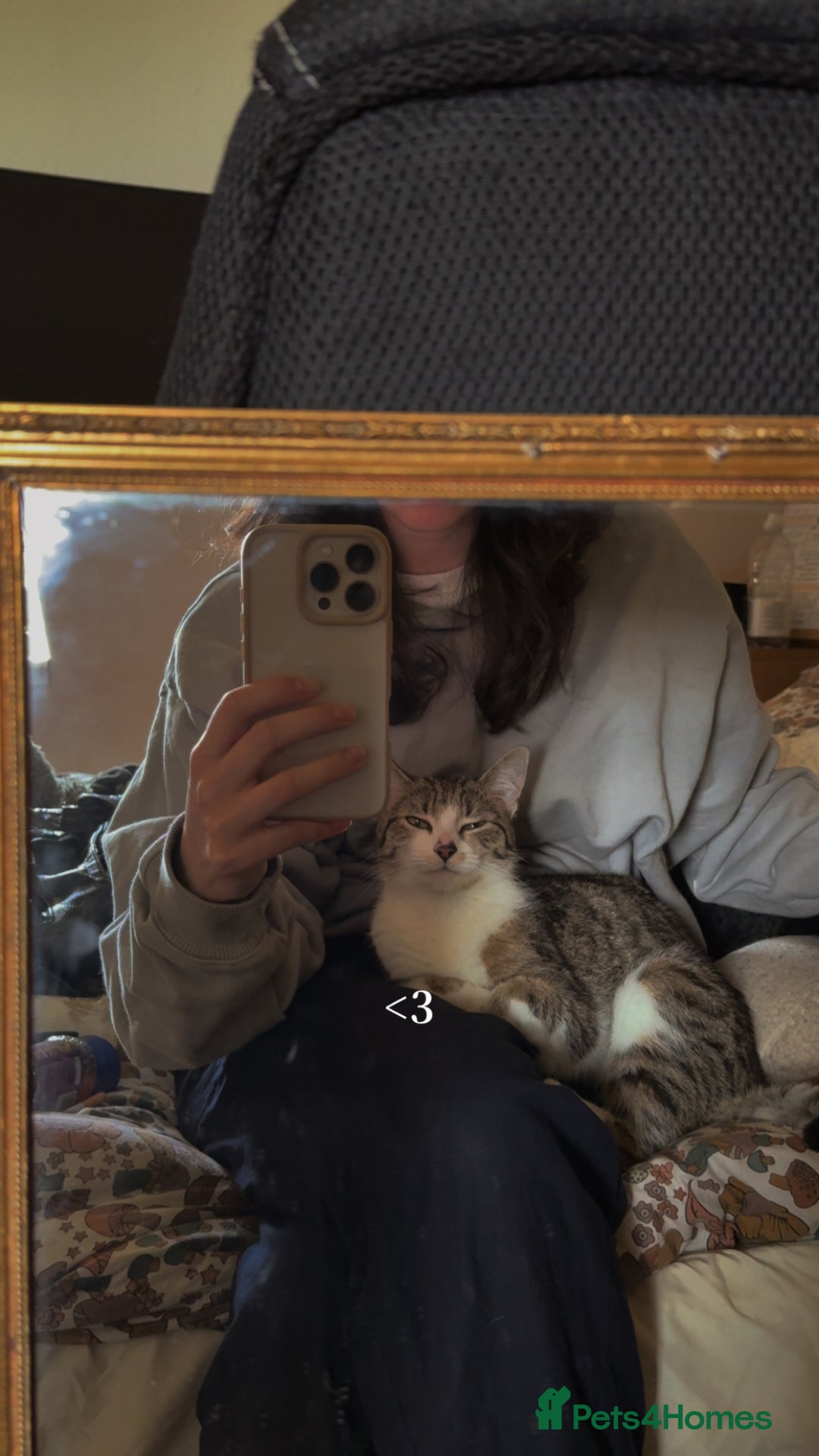 Domestic Shorthair cats for sale: Siblings looking for loving home - Image 10