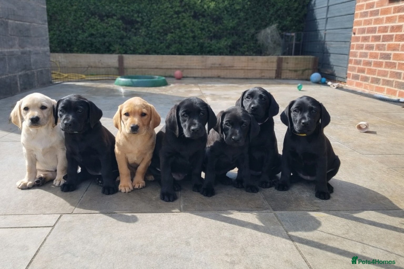 Labrador Retriever dogs Trained Labrador Puppies – Calm, KC Reg UK - Advert 2