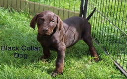 Mixed Breed dogs for sale: VISZLAMANS (viszla x Doberman) - Image 6