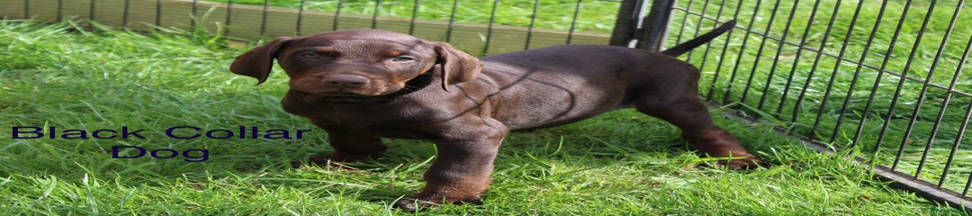 Mixed Breed Puppy 1