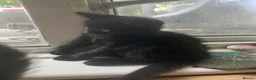 Mixed Breed cats for sale: 4 x boys in Penryn - Advert 3