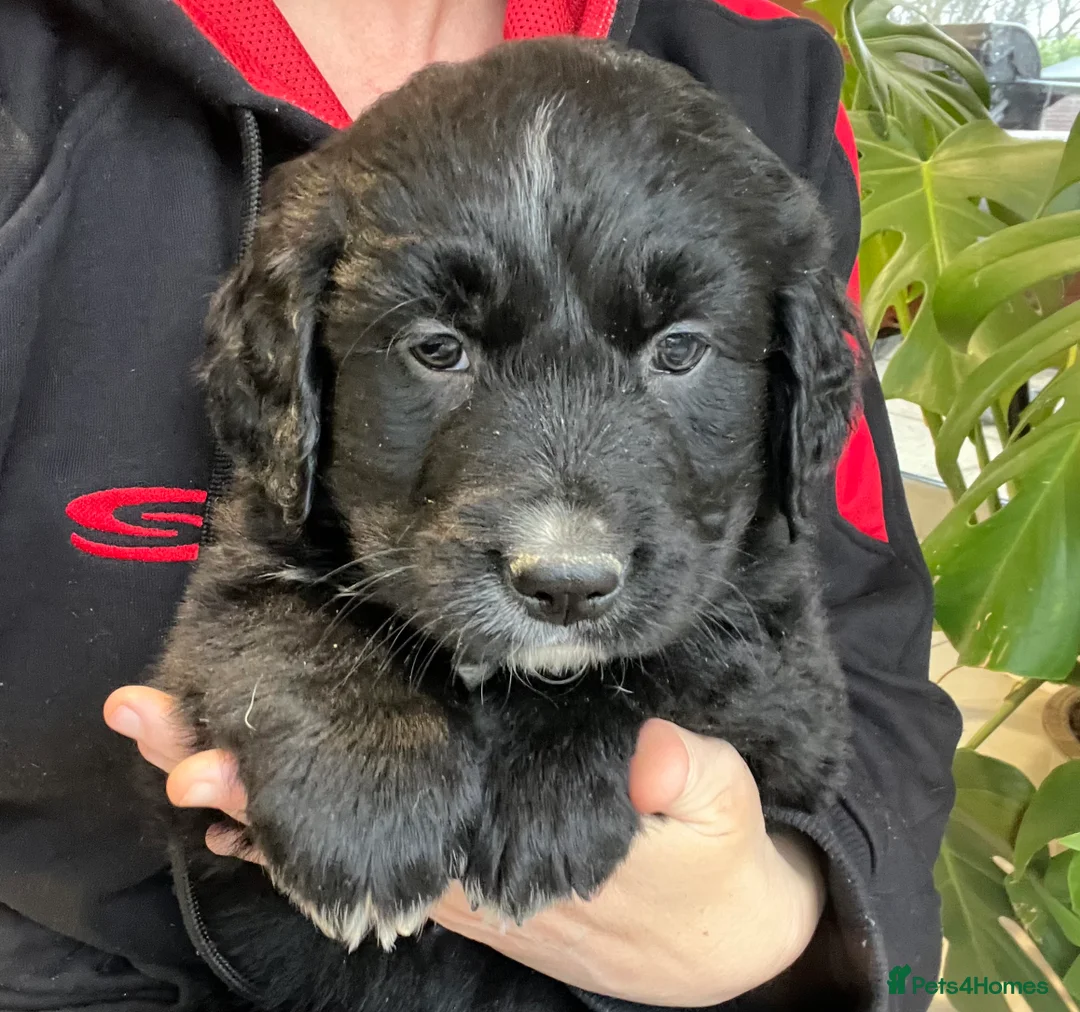 Golden Retriever dogs for sale: Beautiful Bernese Mountain Dog x Golden Retrievers - Advert 9