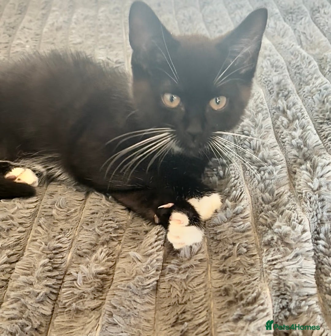 Mixed Breed cats for sale: Delightful mix-breed Siamese-black calico-kittens - Image 2