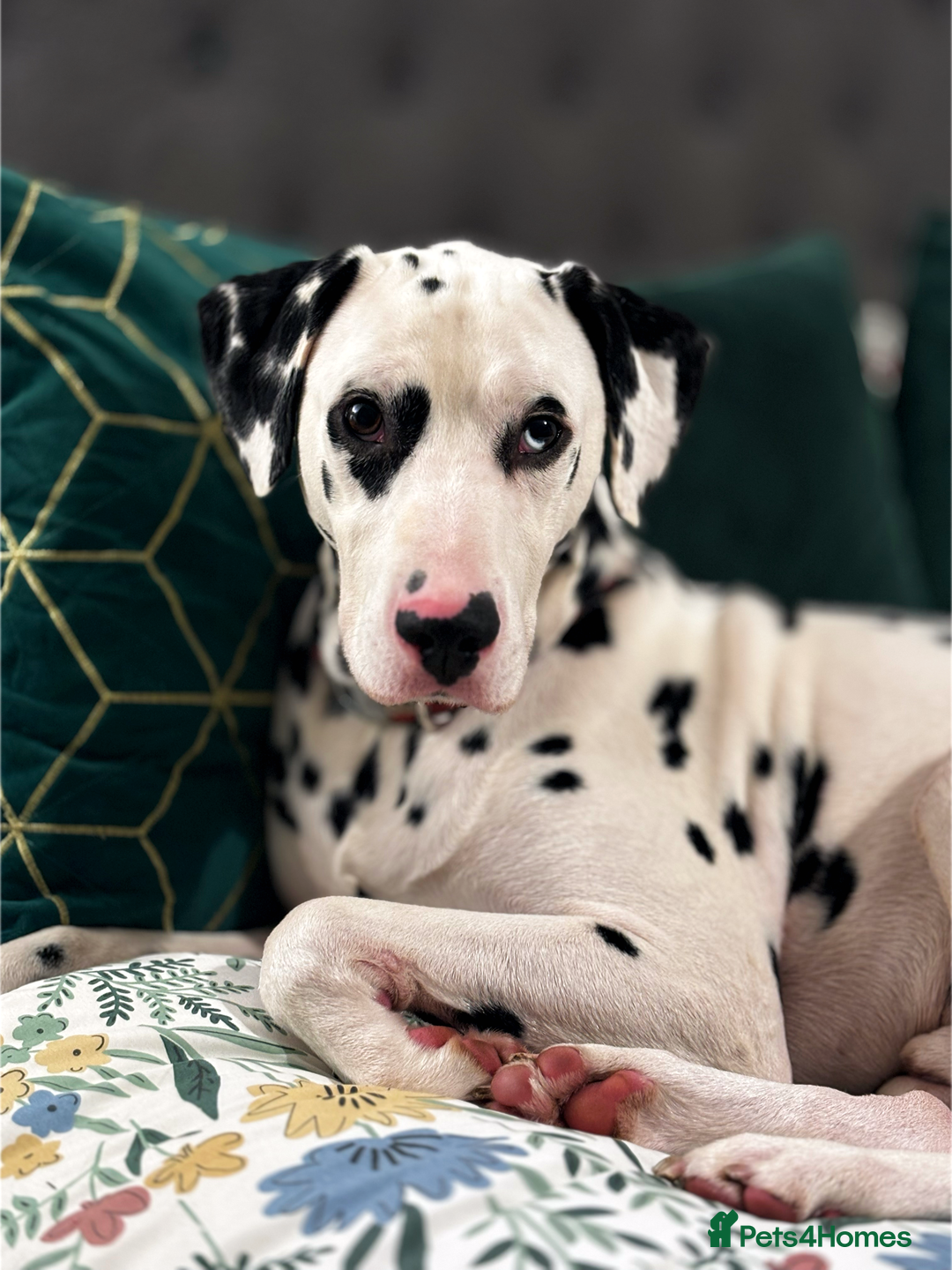Dalmatian dogs for sale: Arlo  - Image 1