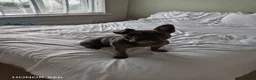 French Bulldog dogs for sale: French bulldog female 18 months old in Doncaster - Advert 9