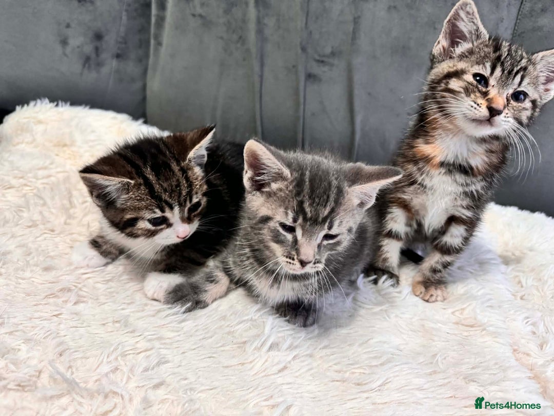 Bengal cats for sale: 3 kittens for sale - Advert 2