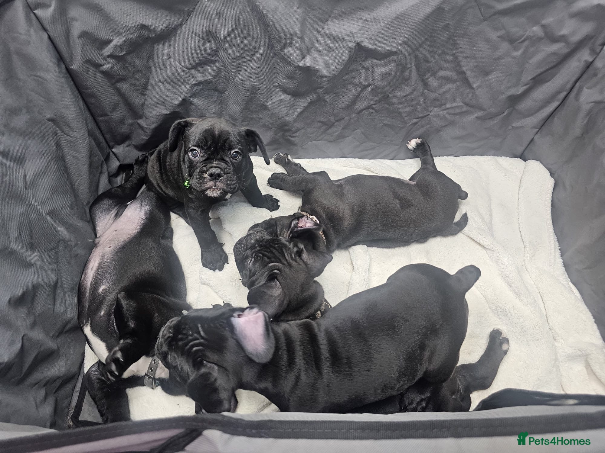 Mixed Breed dogs for sale: 🐾 French Bulldog × Olde English Bulldog Pups 🐾 - Advert 1