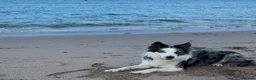 Border Collie dogs for stud: Blue Merle Border Collie For Stud  in Berwick-upon-Tweed - Advert 5