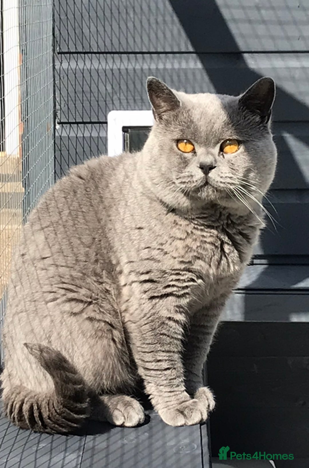 British Shorthair cats for stud: ⭐️ BLUE STUD GCCF AND TICA MIDLANDS ⭐️ in Derby - Advert 3