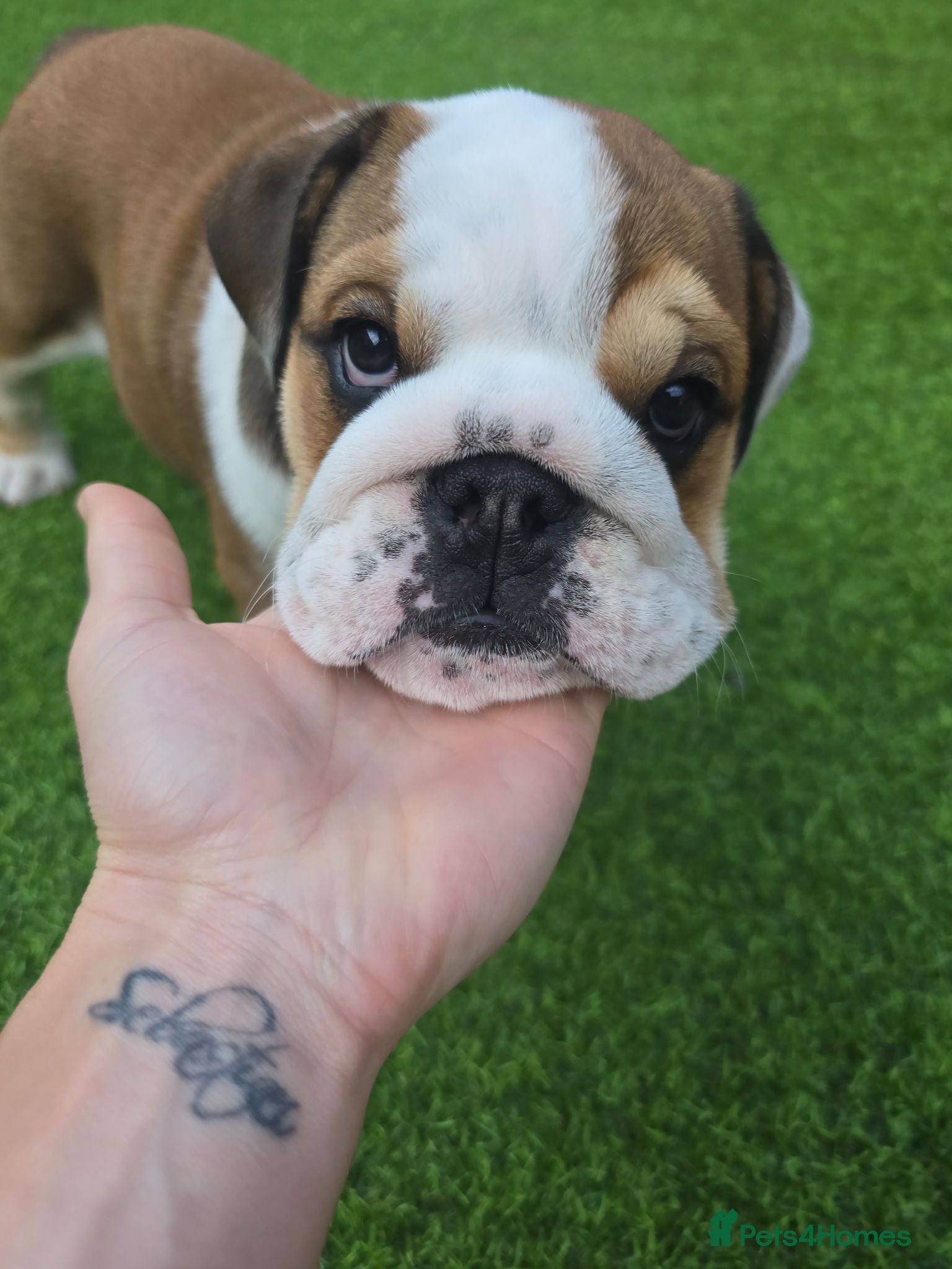 English Bulldog dogs 🐾 Last KC girl available  ready Thursday 🥰 - Advert 8