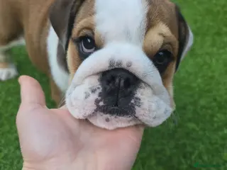 English Bulldog dogs 🐾 Last KC girl available ready Thursday 🥰 - Advert 8
