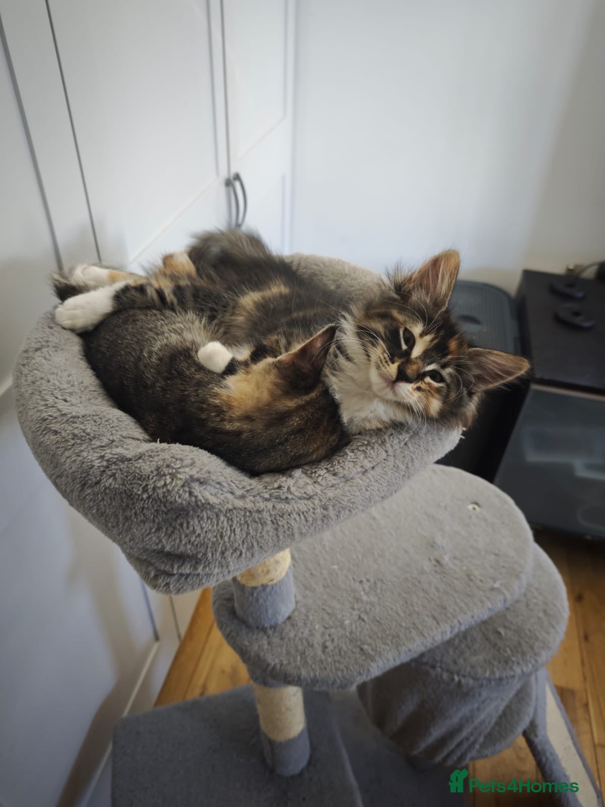 Siberian cats Tabby girls Siberian mix - Advert 2