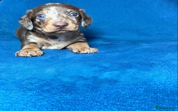 Miniature Dachshund dogs for sale: ADORABLE MINIATURE DACHSHUND PUPPIES - Image 4