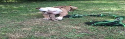 English Bulldog dogs for sale: Lovable Old English Bulldog seeks forever home in King's Lynn - Advert 6