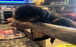 Rottweiler dogs for sale: STUNNING KC ROTTWEILER PUPPIES - Image 2