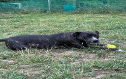 Mixed Breed dogs for sale: 2 male 1 female dog for sale - Image 6