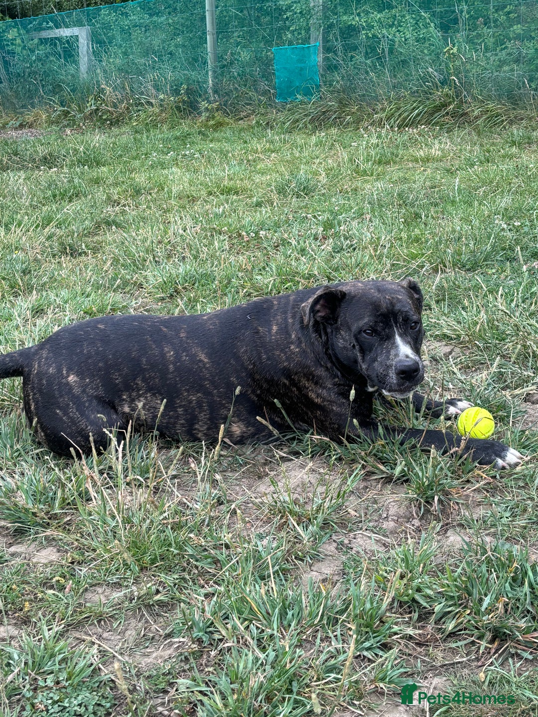 Mixed Breed dogs for sale: 2 male 1 female dog for sale - Image 6