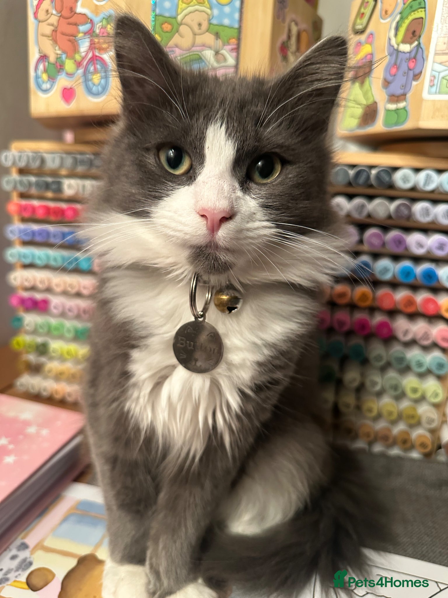 Russian Blue cats Button needs a new loving home  - Advert 17