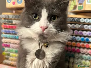 Russian Blue cats Button needs a new loving home - Advert 17