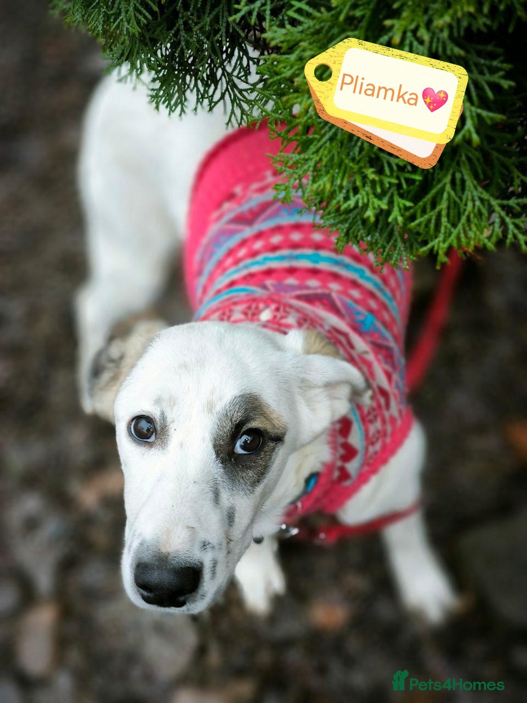 Mixed Breed dogs for adoption: 💖🐶 PLIAMKA 🐶💖 - Advert 2