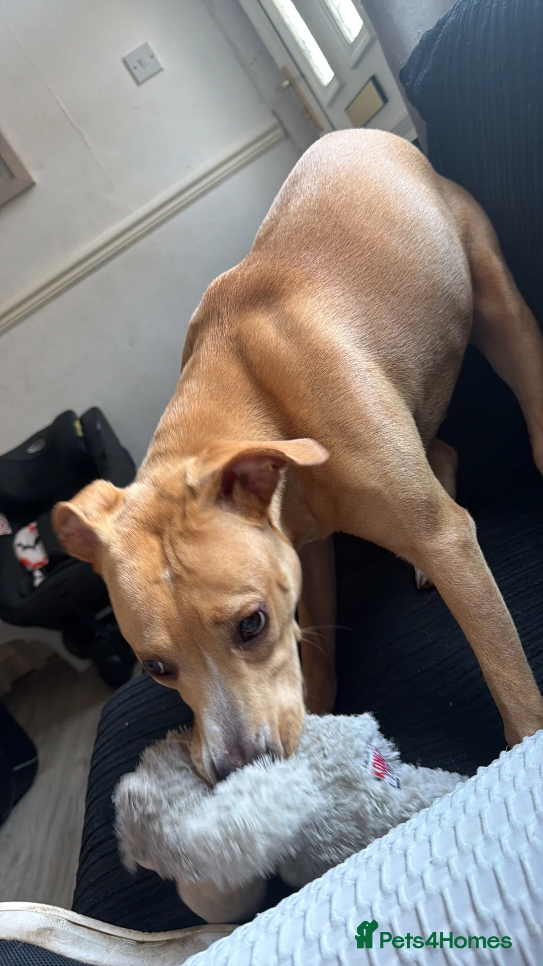 Staffordshire Bull Terrier dogs for sale: Opal- long legged staffy in Nottingham - Advert 2